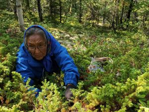 Mary Effie Snowshoe, an elder from Fort McPherson, gathers traditional medicine near her camp on the Peel River.